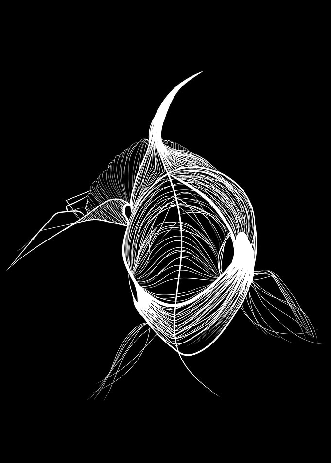 Killer Whale