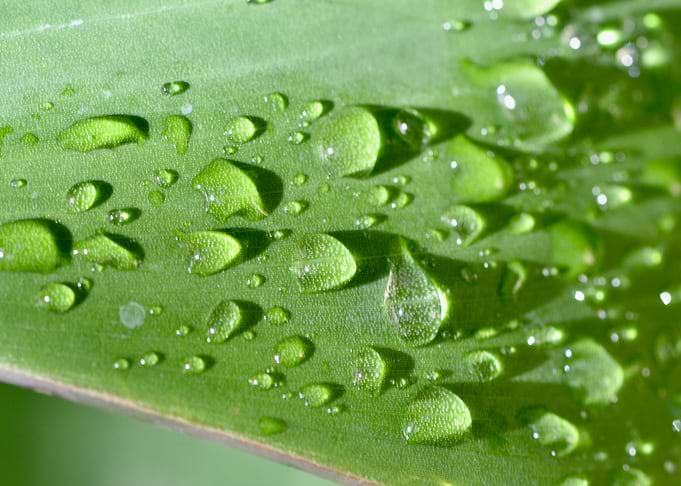 Green Drops