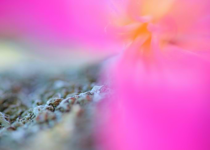Flora Fauna