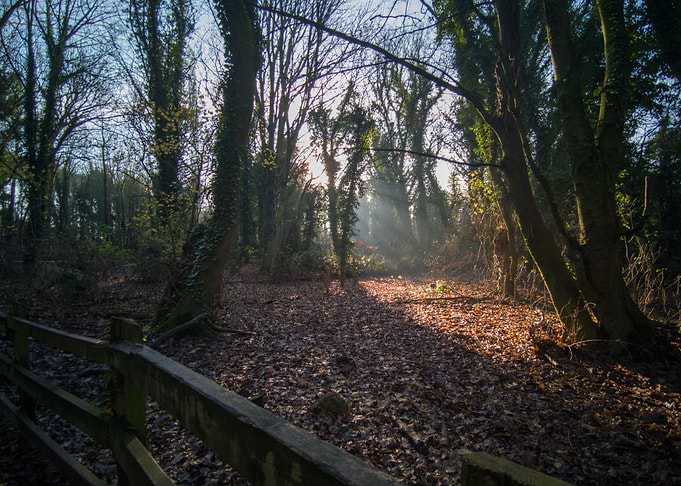 Winter Sunrise over Woods