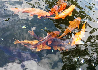 Fish at the Temple