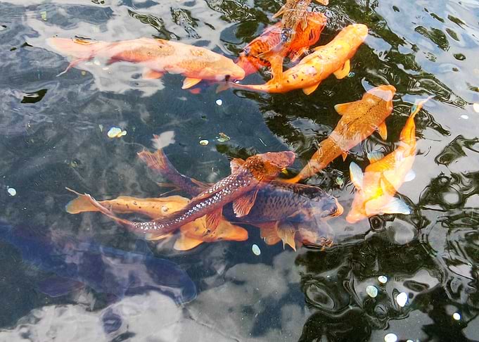 Fish at the Temple