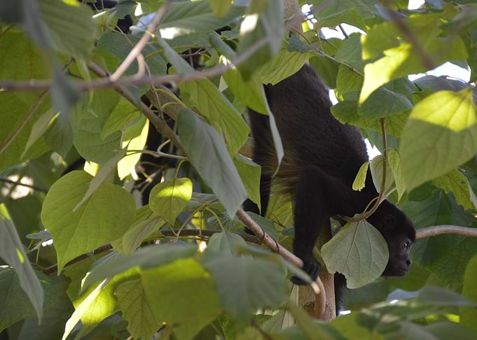 Monkey in The Trees