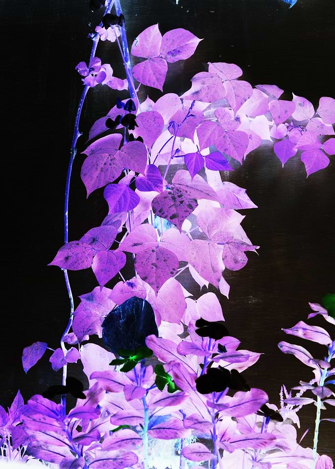 purple plants