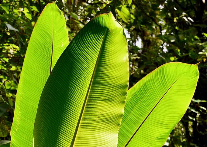 Green Leaves in The Sun