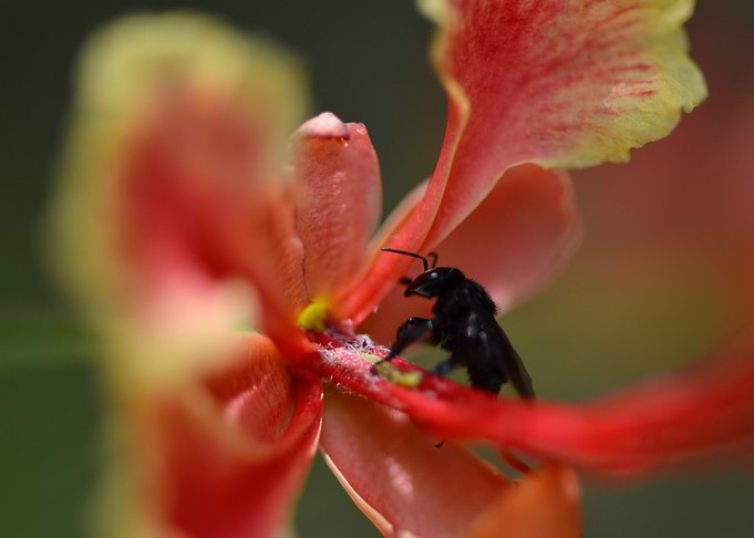 Macro Bug