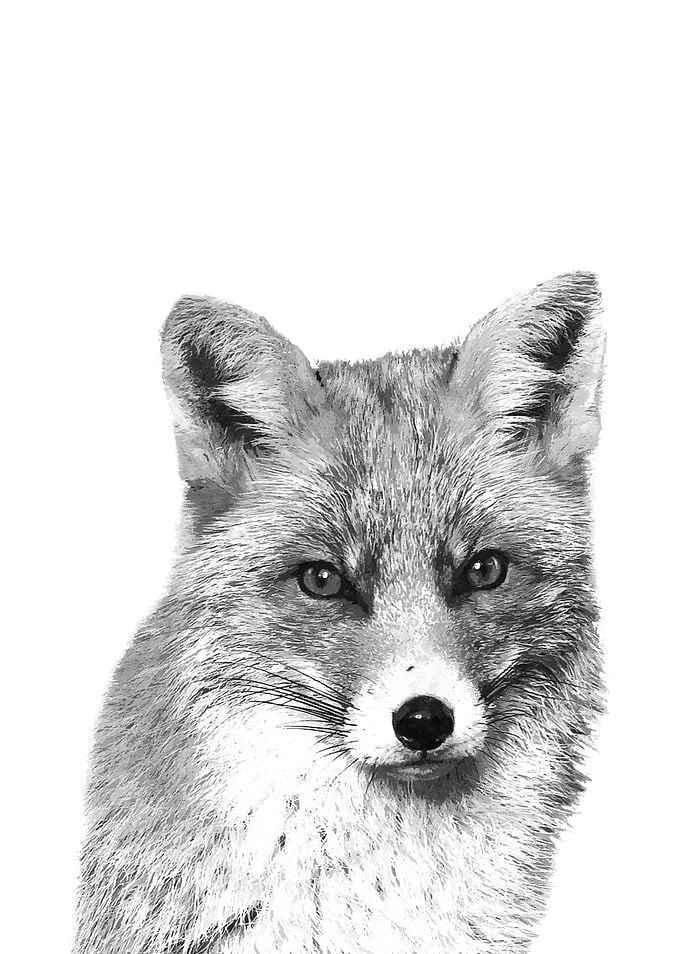 Black and White Fox
