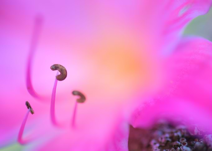 Flora Fauna