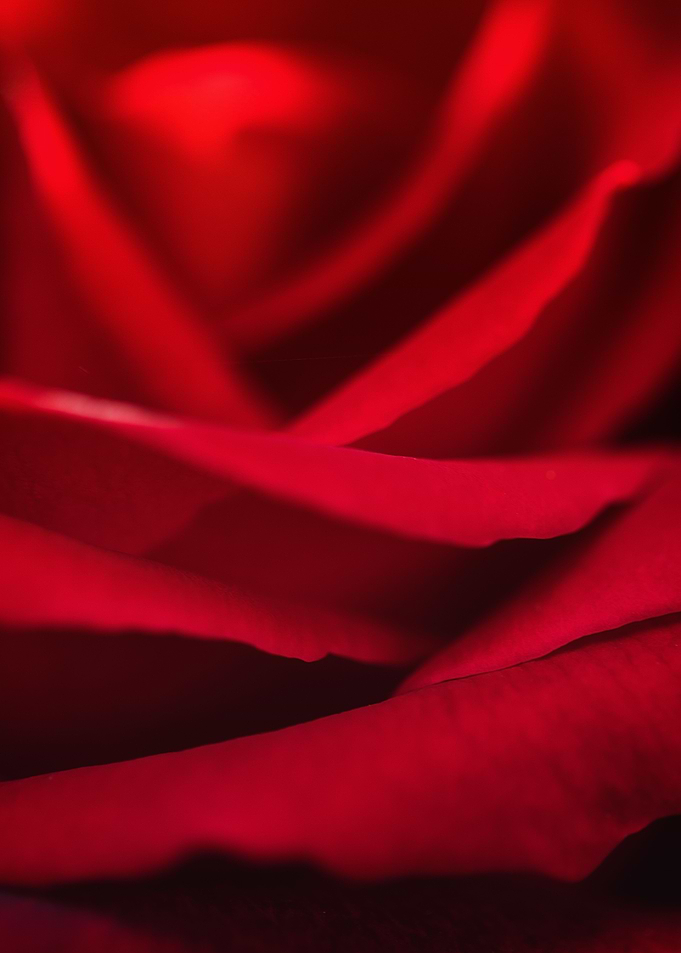 Red Rose