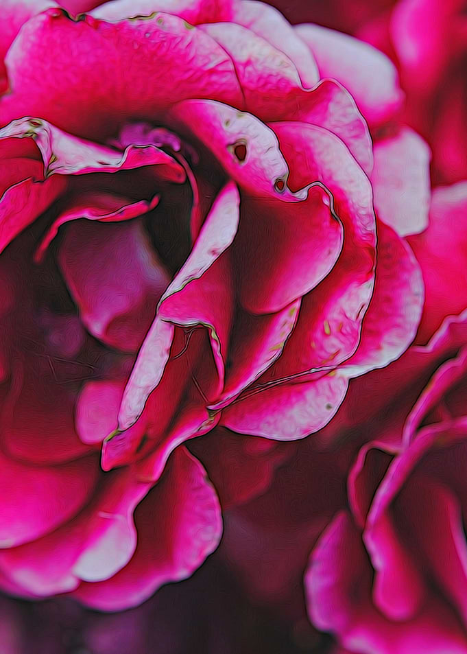 Dark Pink Flowers
