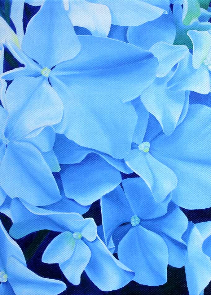 Hydrangea
