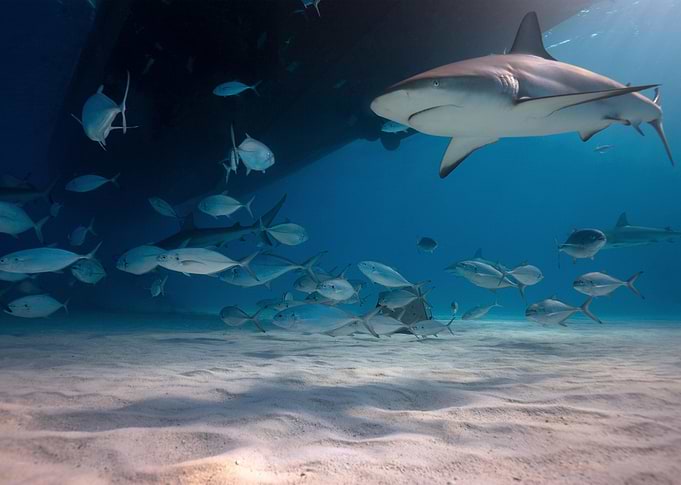 Flying Reefshark