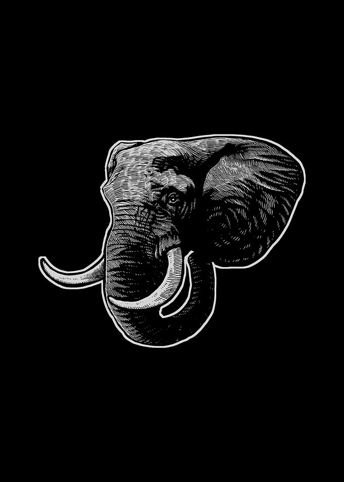 Elephant Head4