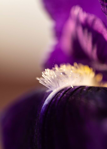 Purple Iris
