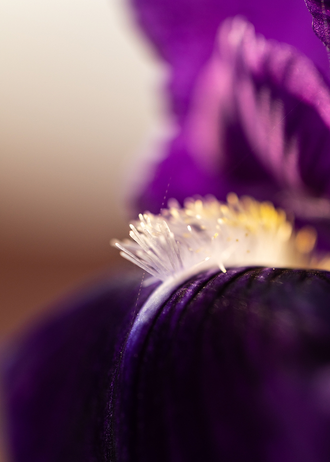 Purple Iris