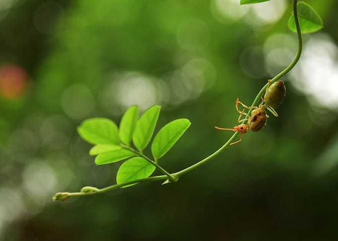 Green Ant