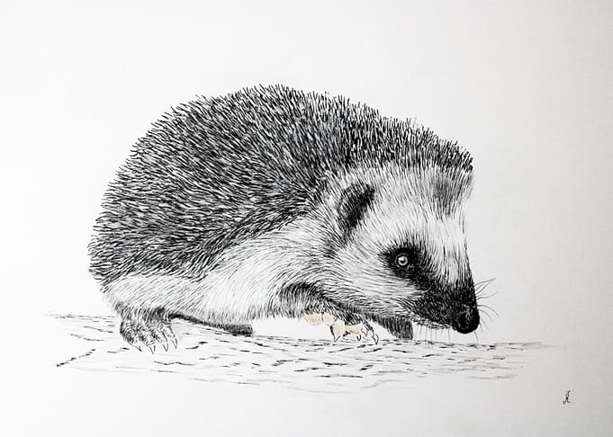 Hedgehog