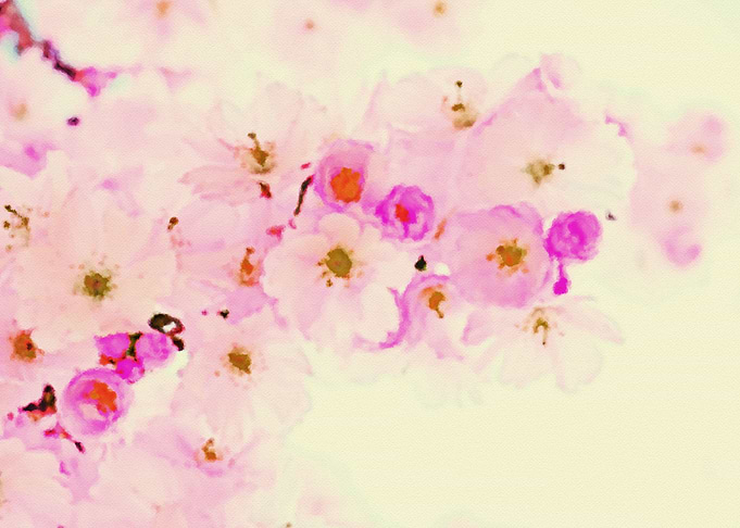 Cherry blossom