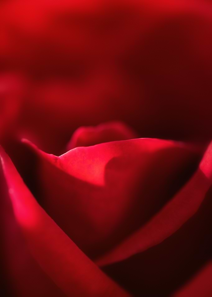 Red Rose