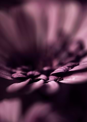Purple Daisy Portrait
