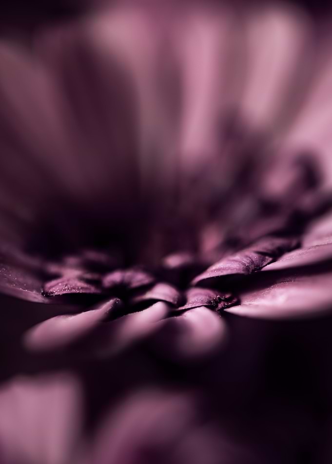 Purple Daisy Portrait