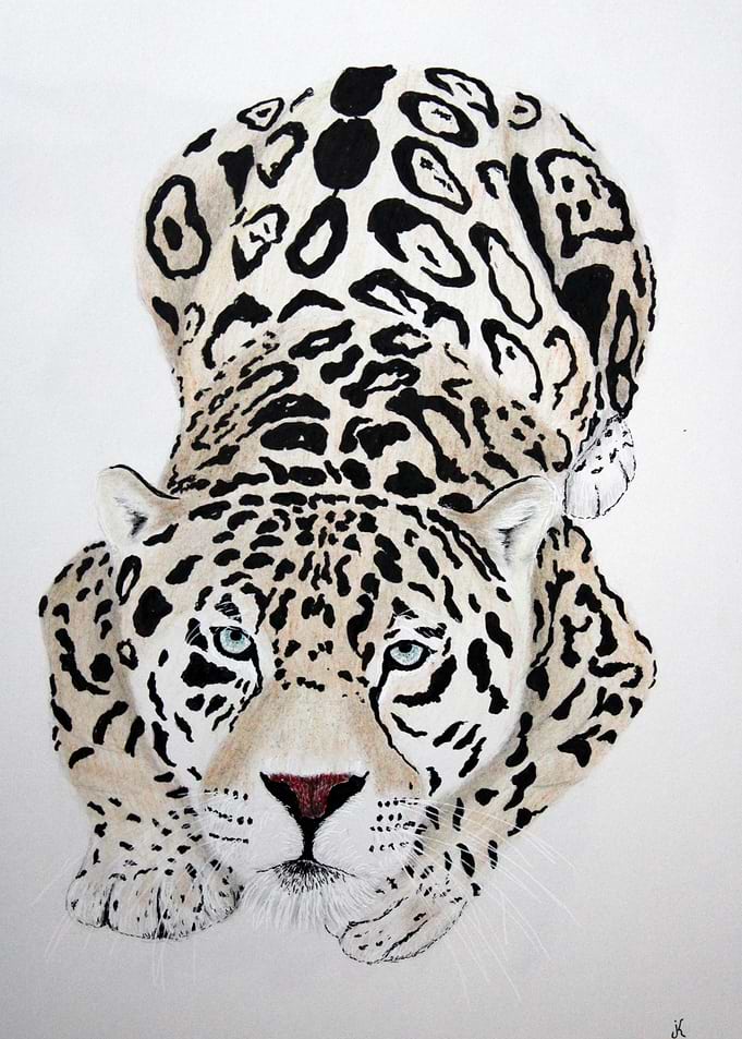 Cheetah