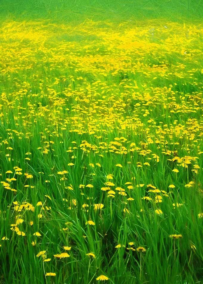 Dandelion Field