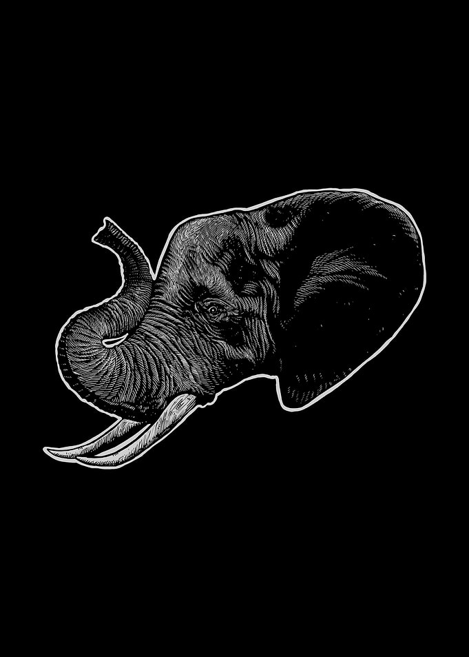 Elephant head1