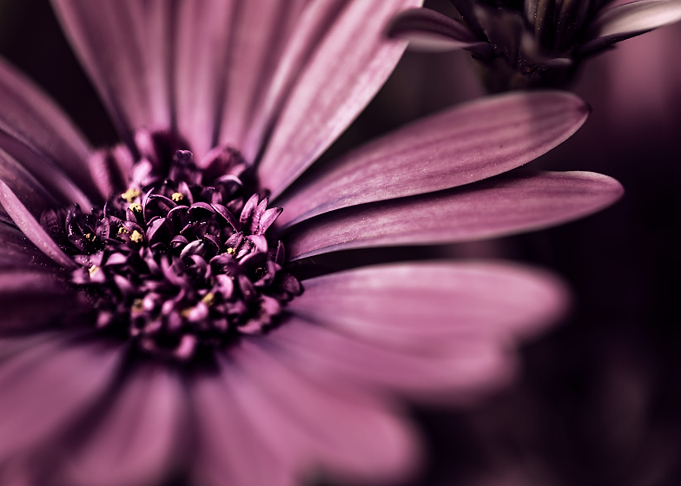 Purple Daisy