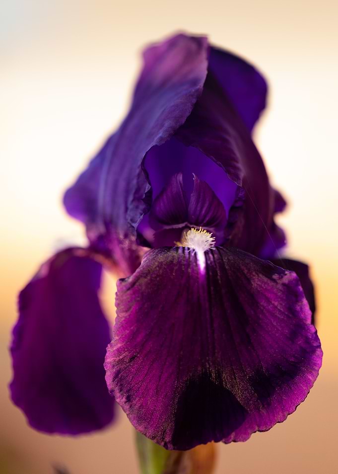Purple Iris