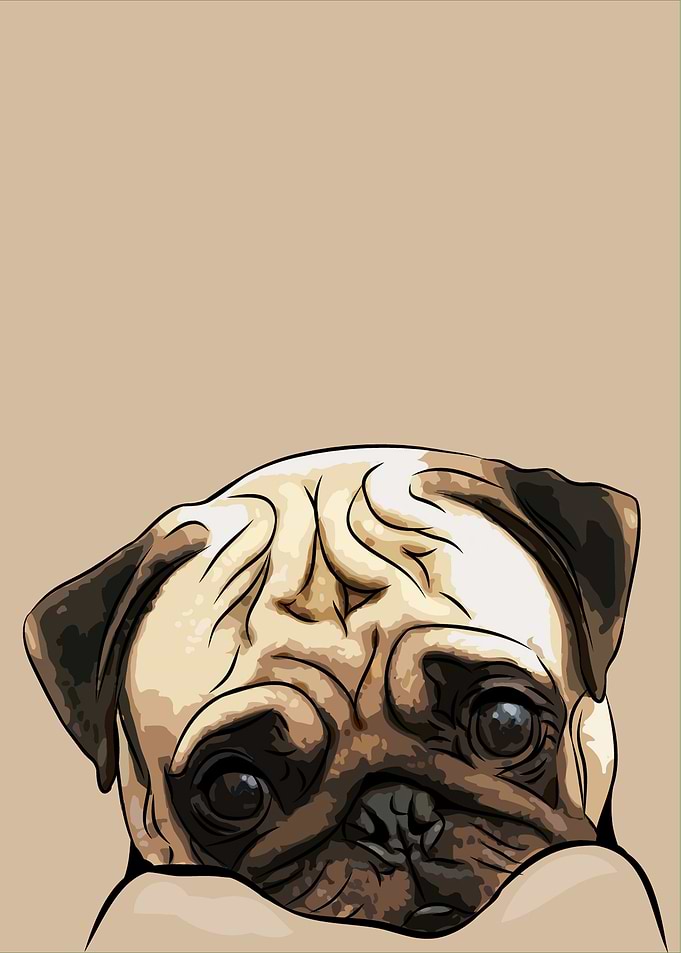 Puggy