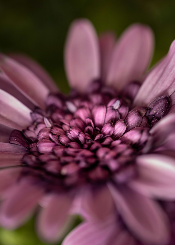 Purple Daisy