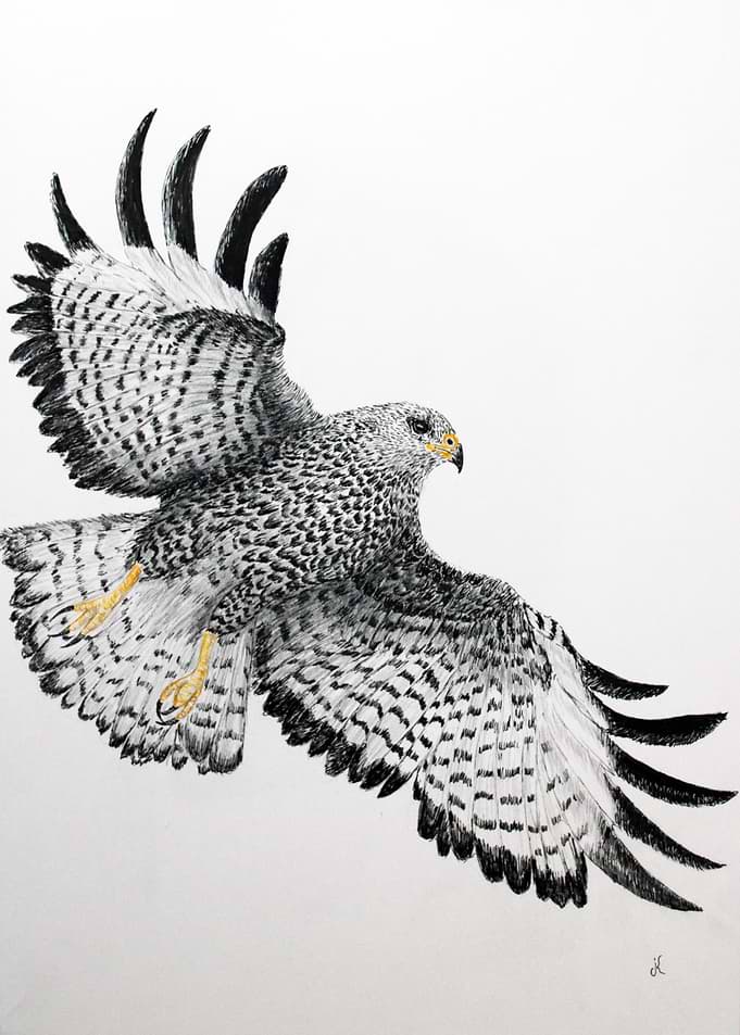 Eagle
