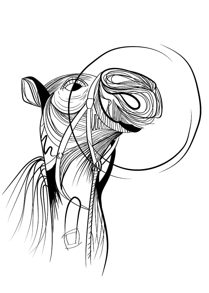 Camel