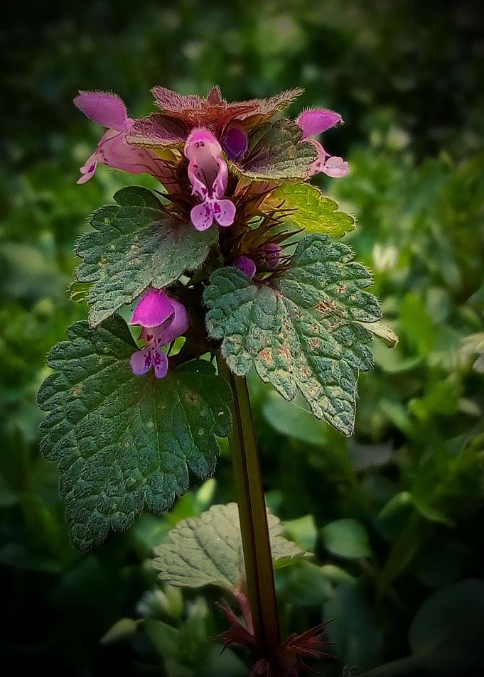Lamium purpureum