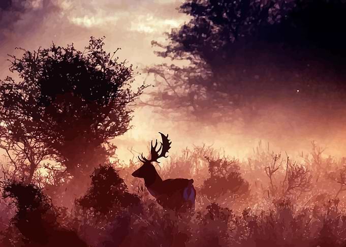 Deer In The Wild