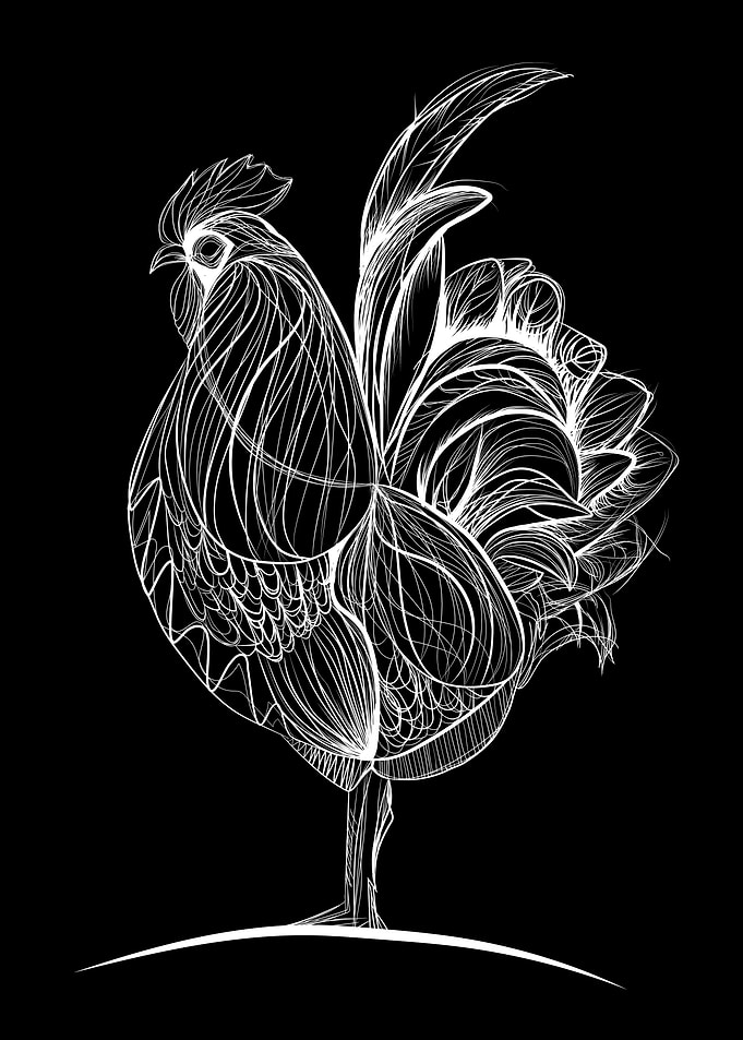 Rooster