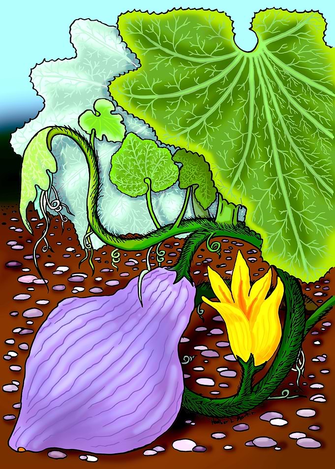 Blue Hubbard Dragon Squash