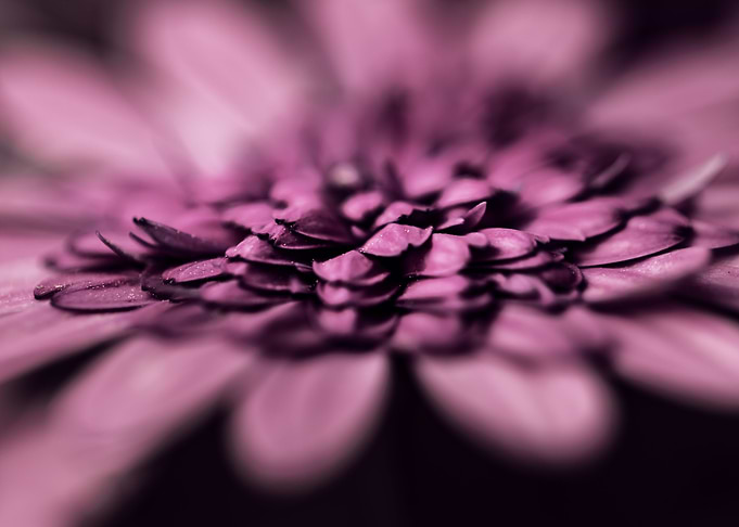 Daisy