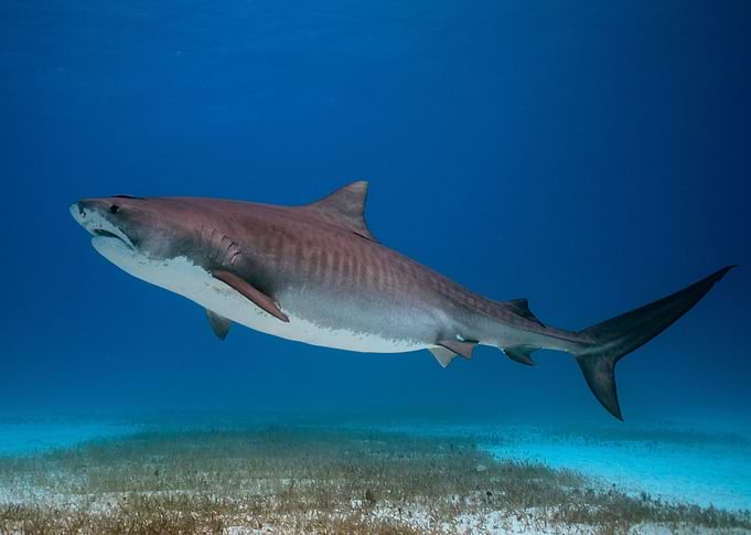 Little Pretty Tigershark