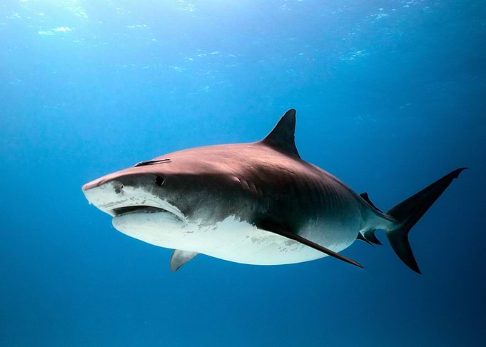 Tigershark Tequila