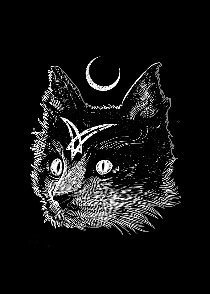 Mystery Cat 1