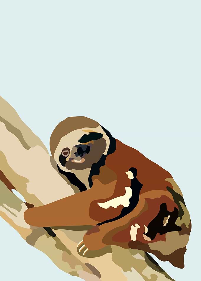 Tree Sloth