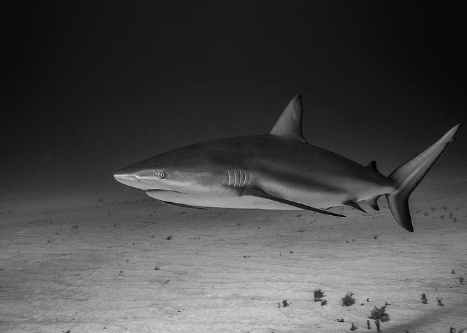 Reefshark sw