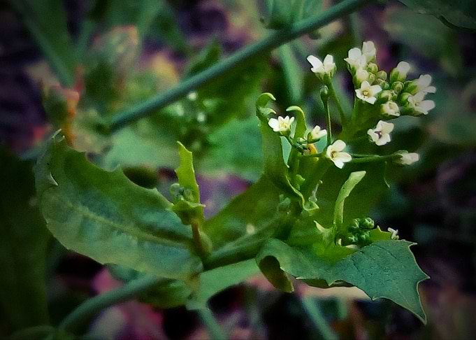 Hoary Cress