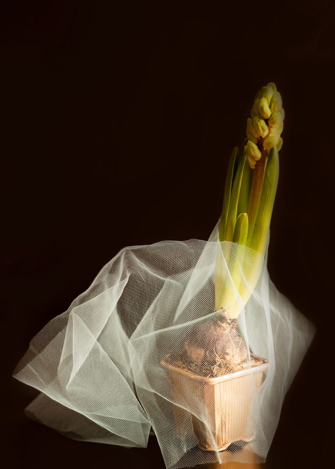 Blurred Hyacinth in a Pot