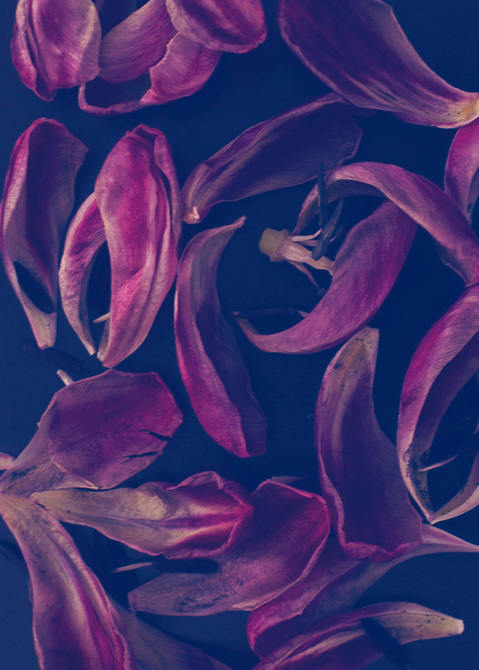 background blue flower