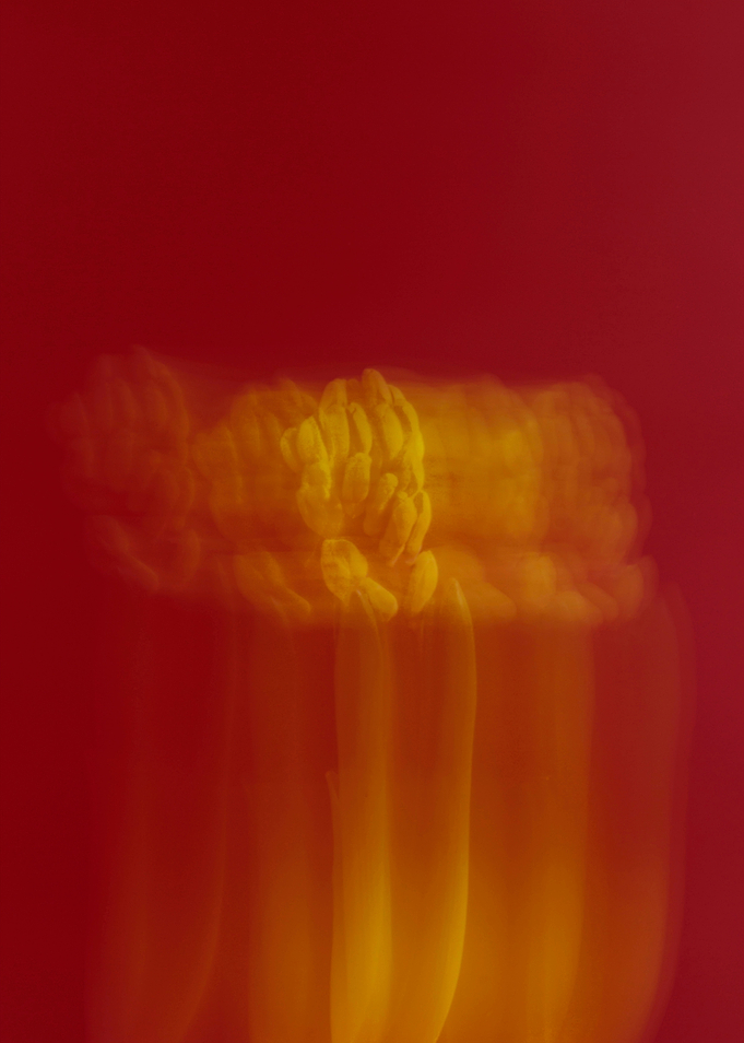 Blurred Hyacinth