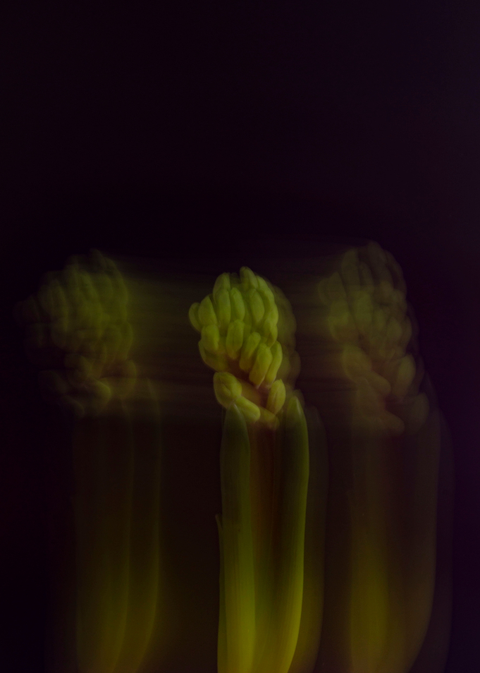 Blurred Hyacinth