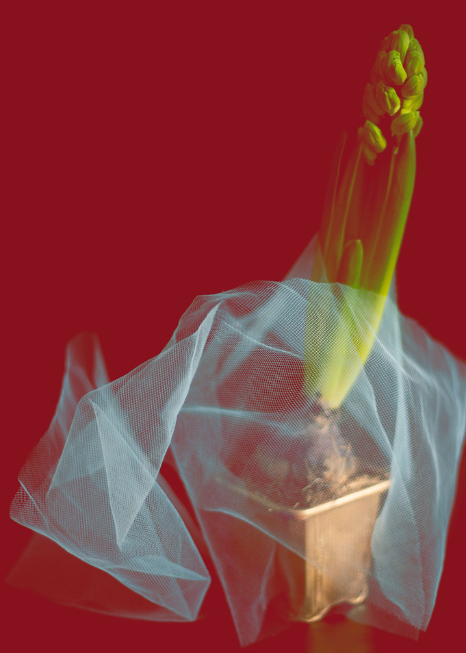 Blurred Hyacinth